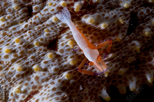 An emperor shrimp on a sea cucumber. photo