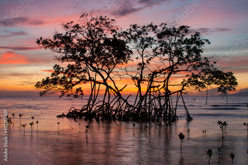 Sunrise on a red mangrove in the Pig Keys, Honduras. photo