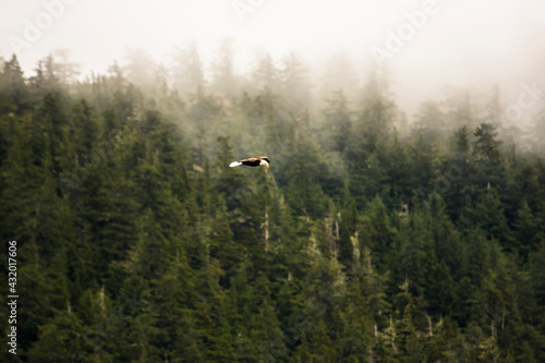 A bald eagle soars in search of its prey near Sitka, Alaska.