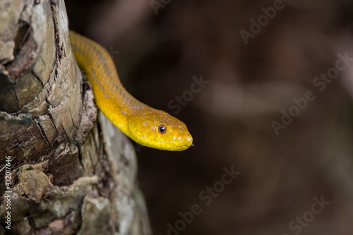 A Yellow Rat Snake (Elaphe obsolete quadrivittata) in south Florida. photo
