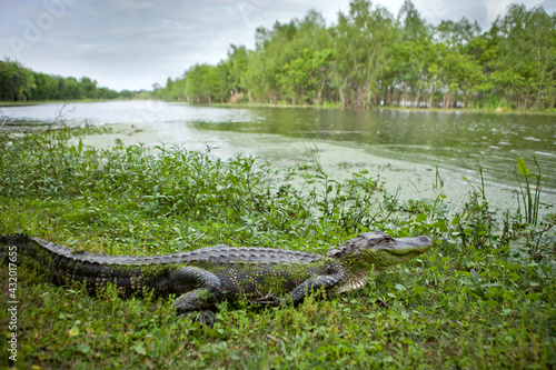 American alligator, Brazos bend state park, Texas