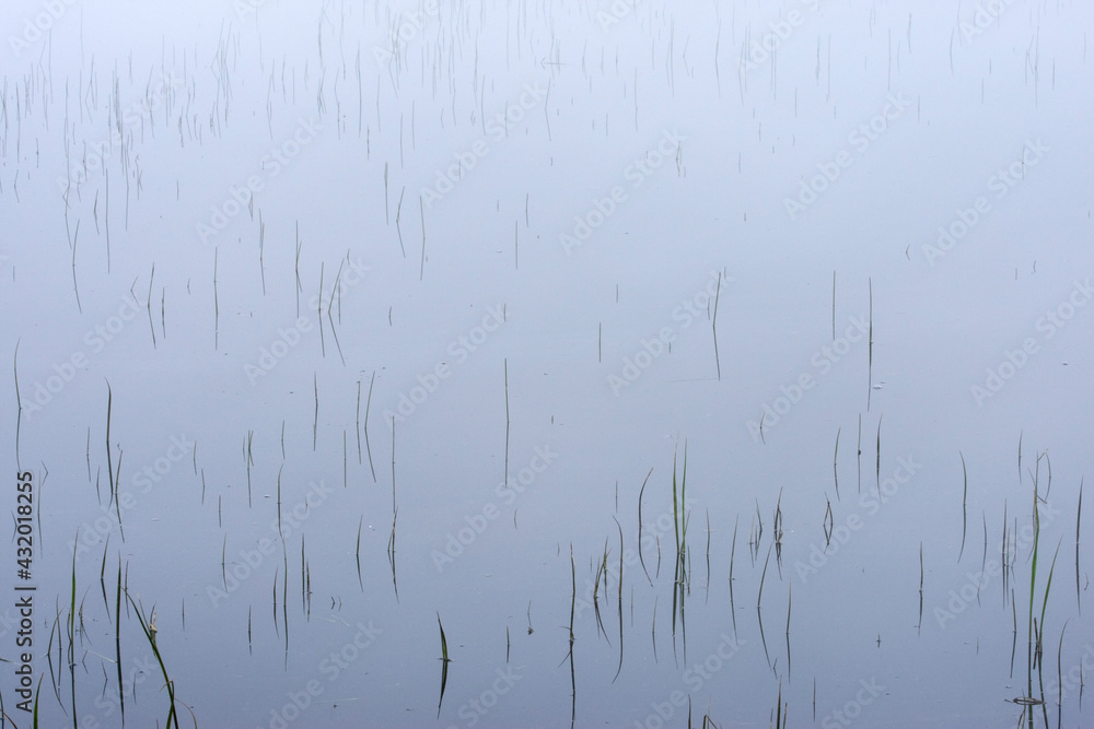 grasses make strong design lines in a pool of the Hayden Rive in Yellowstone National Park grasses make strong design lines in a pool of the Hayden Rive in Yellowstone National Park