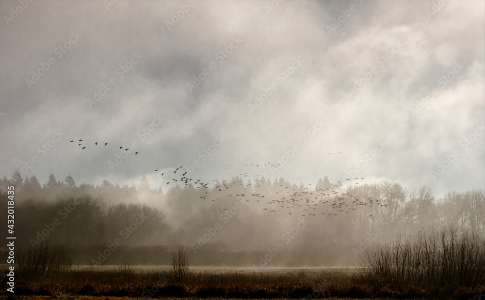 A large group of geese fly through early morning fog at the Ridgefield National Wildlife Refuge A large group of geese fly through early morning fog at the Ridgefield National Wildlife Refuge