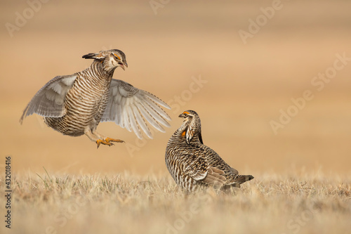 Two male Greater Prairie Chicken (Tympanuchus cupido) square off in a territorial conflict on a display ground, or lek, in the Nebraska sandhills. photo