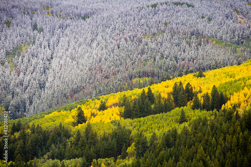 Autumn leaves changing in Vail, Colorado photo