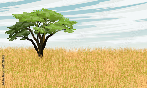 African savannah. Lonely African acacia tree in tall dry grass. Realistic vector landscape