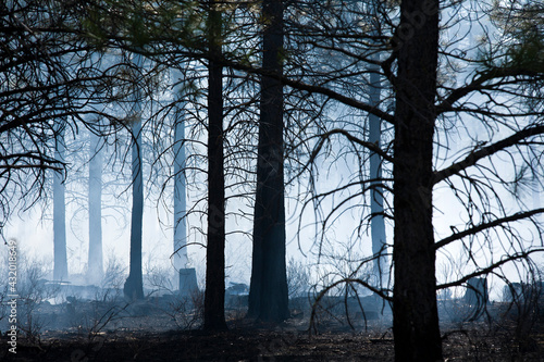 A forest smolders after a fire in Oregon where fire protection crews started a prescribed burn to get rid of tinder that would engulf this forest that has not burned in decades. photo