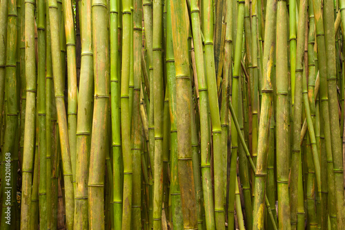 A thick bamboo forest in Haleakala national park on Maui. photo