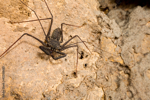 A huge tailless whipscorpion (Phrynus longipes) on the wall of a Puerto Rican cave. photo