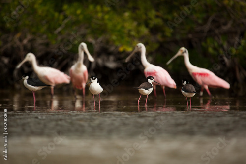 Spoonbills share foraging habitat with many other wading birds like these blackneck stilts in Everglades National Park, Florida. photo