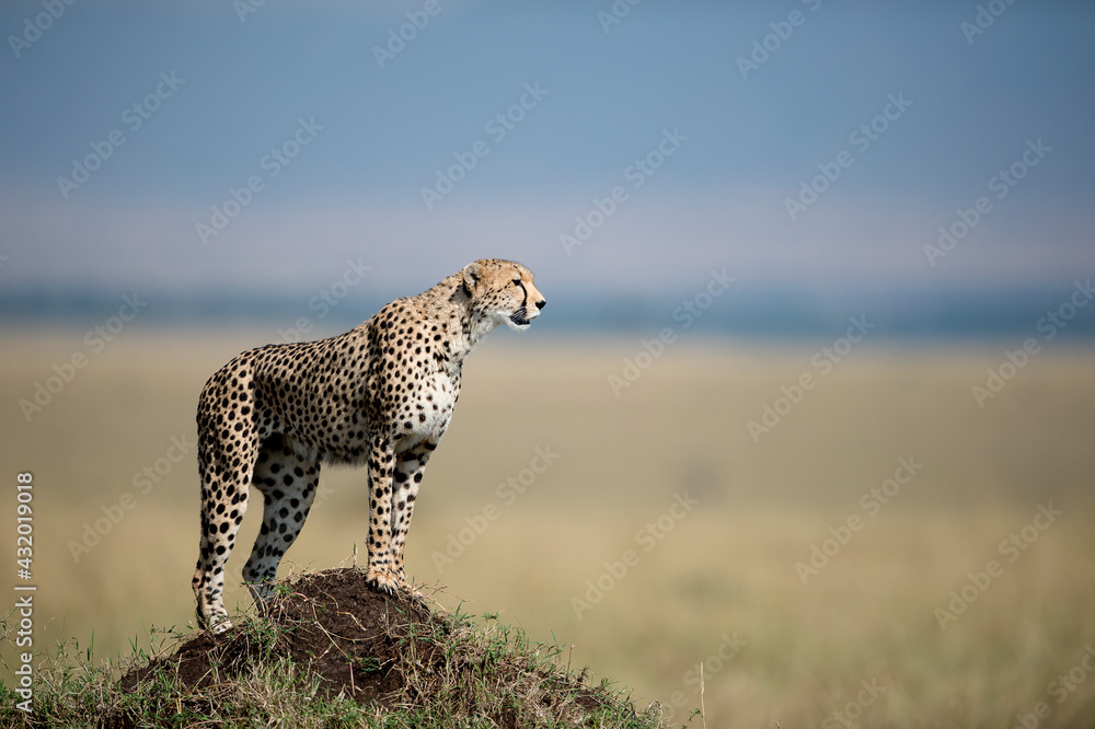 A female cheetah on a termite mound in the Masai Mara.
