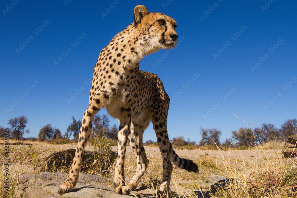 A cheetah climbing on the rocks of a dry river bed in Namibia. A cheetah climbing on the rocks of a dry river bed in Namibia.