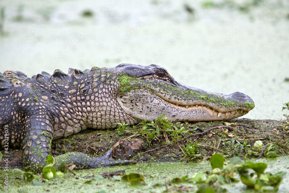 American alligator, Brazos bend state park, Texas American alligator, Brazos bend state park, Texas