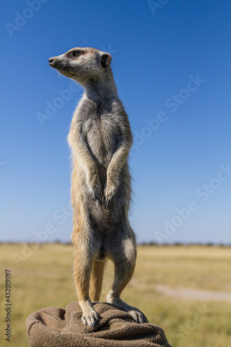 An adult meerkat scouts the area for any dangers in the Makgadikgadi Pan in the Kalahari Desert in Botswana. photo