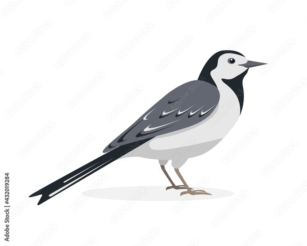 Obraz premium White Wagtail bird. Japanese Pied icon isolated.