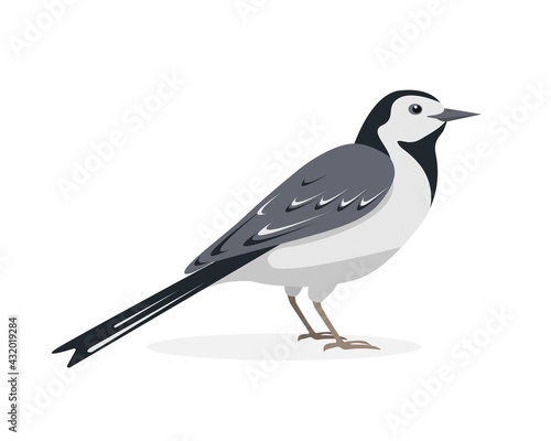 White Wagtail bird. Japanese Pied icon isolated.