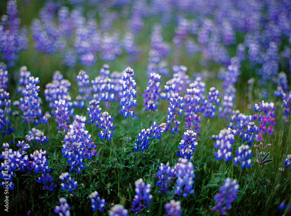 Lupine flowers, Monterey County , California, USA Lupine flowers, Monterey County , California, USA
