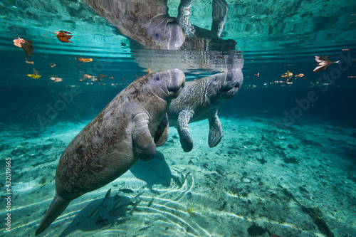 Portrait of a West Indian manatee mother and baby (cow and calf), or Sea Cow (Trichechus manatus), Crystal River, Three Sisters Spring, Florida.
