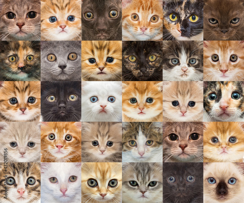 Portraits of small kittens