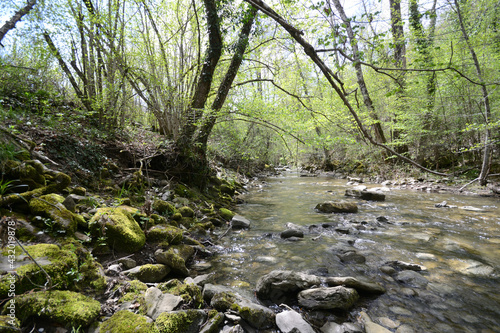 stream in the forest on a sunny spring day  Tuscany  Italy