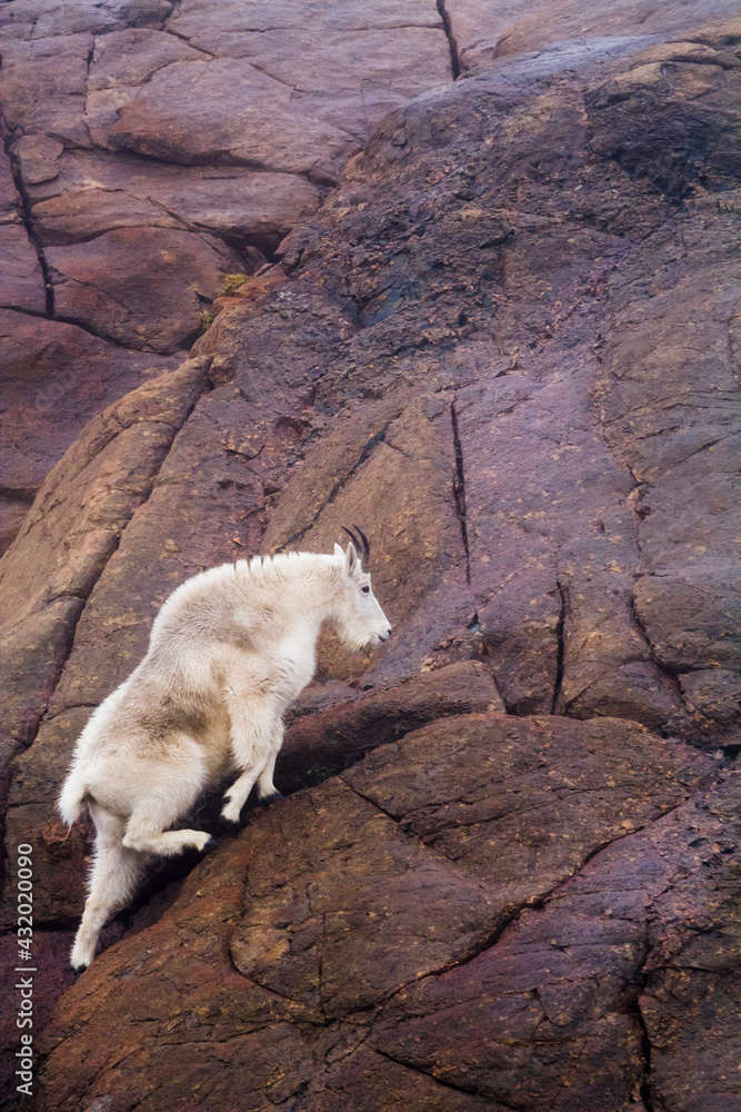 A female mountain goat (Oreamnos americanus) climbs up steep glacier polished rocks above Ingalls Lake, Alpine Lakes Wilderness, Washington. A female mountain goat (Oreamnos americanus) climbs up steep glacier polished rocks above Ingalls Lake, Alpine Lakes Wilderness, Washington.