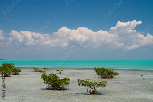 A mangrove flat in Florida Bay within Everglades National Park, Florida.