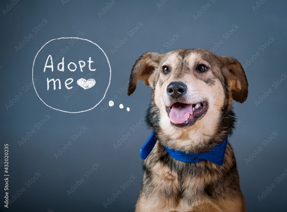 Cute homeless dog is dreaming of a new home
