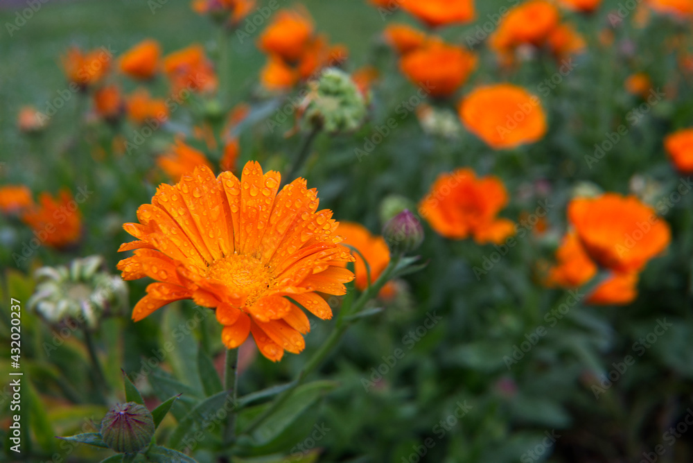 orange flower orange flower