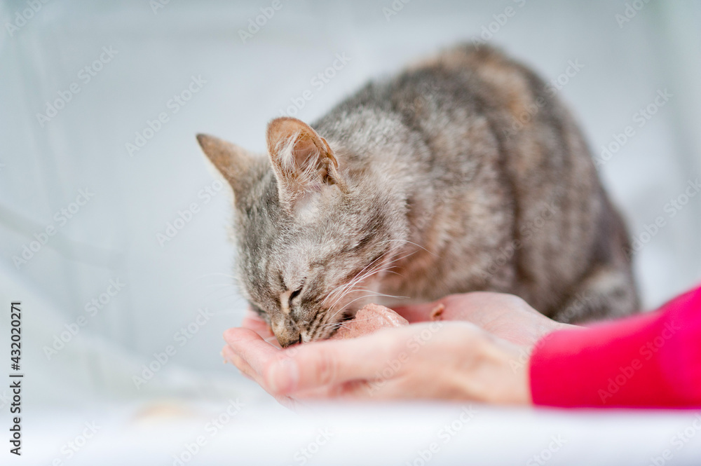 Hungry stray cat eating cat food from arms