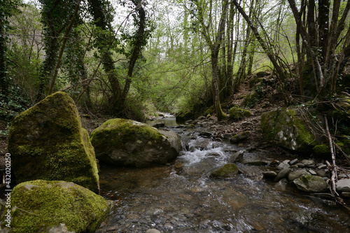 stream in the forest with rocks covered with moss, on early spring in Tuscany, Italy