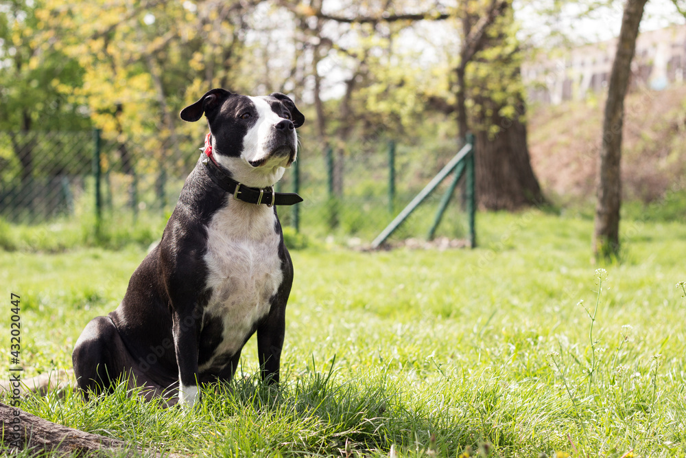 Pitbull dog portrait in summer sunny day Pitbull dog portrait in summer sunny day