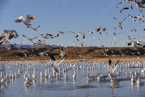 Snow Geese lifting off a pond at the Bosque del Apache photo
