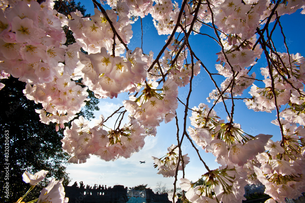 Tourists stand on a bridge and photograph the Cherry Blossoms in Washington, DC Tourists stand on a bridge and photograph the Cherry Blossoms in Washington, DC