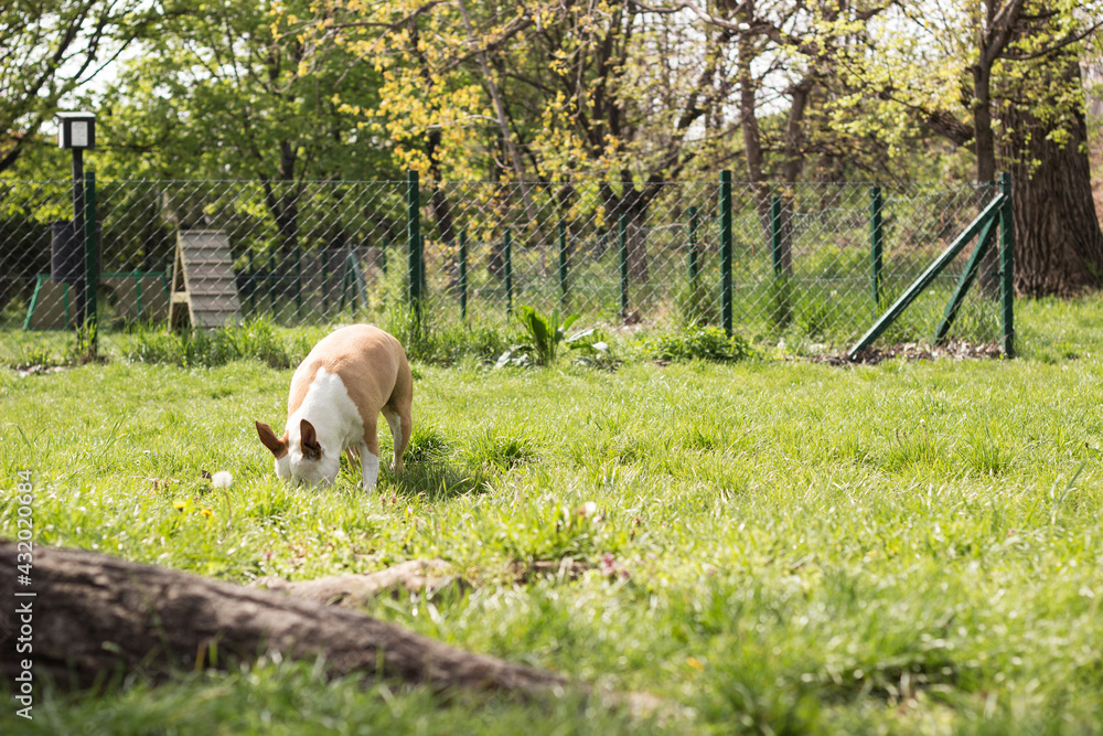 Obraz premium Dog dig a hole in the public park. Playing, bored, curiosity dog