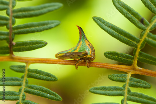An insect shaped like a thorn, Pico Bonito National Park, Honduras.