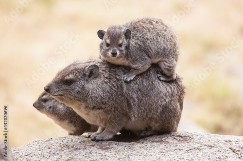 A family of rock hyrax snuggle up and pile up to keep warm in the early morning. Taken in the Serengeti National Park in Tanzania. photo