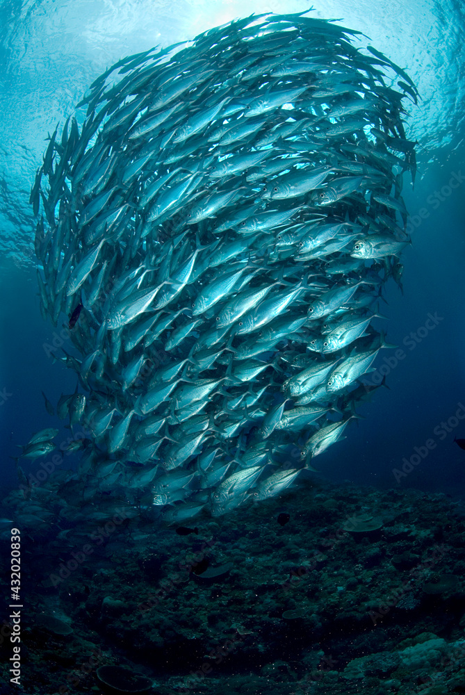 A tornado of jacks swims in formation in the Solomon Islands. A tornado of jacks swims in formation in the Solomon Islands.