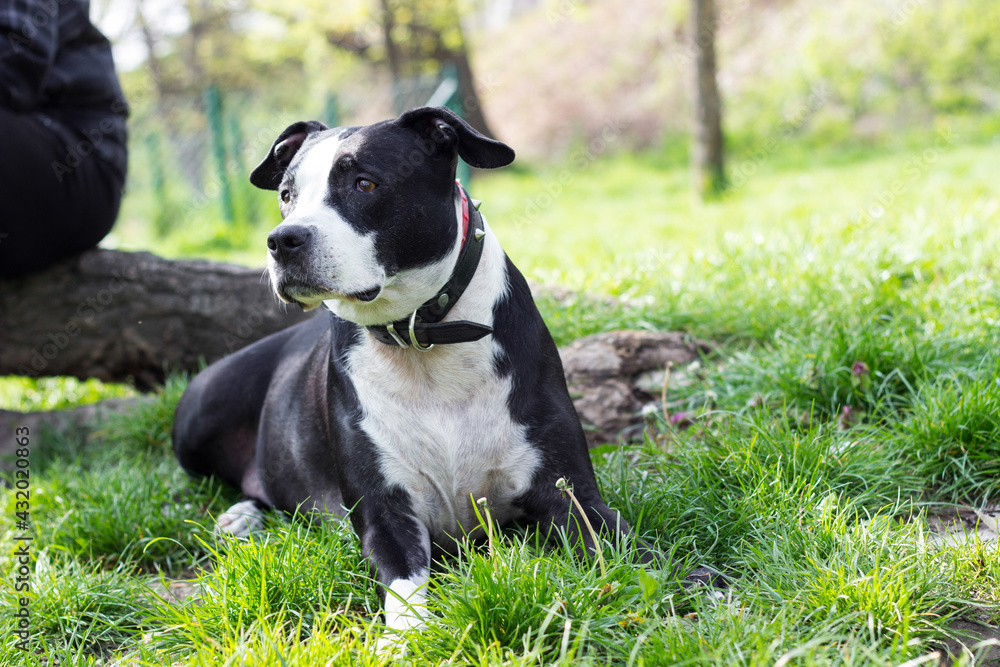 Pitbull dog portrait in summer sunny day