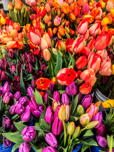 Fresh tulips at a framers market in San Francisco. photo