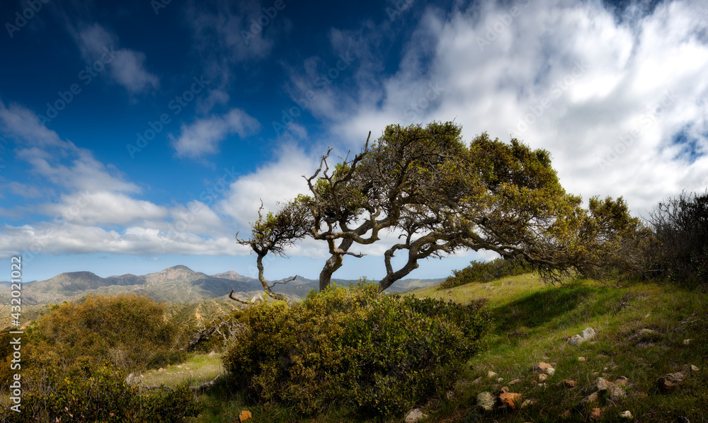 Oak woodland, Catalina Island, California Oak woodland, Catalina Island, California