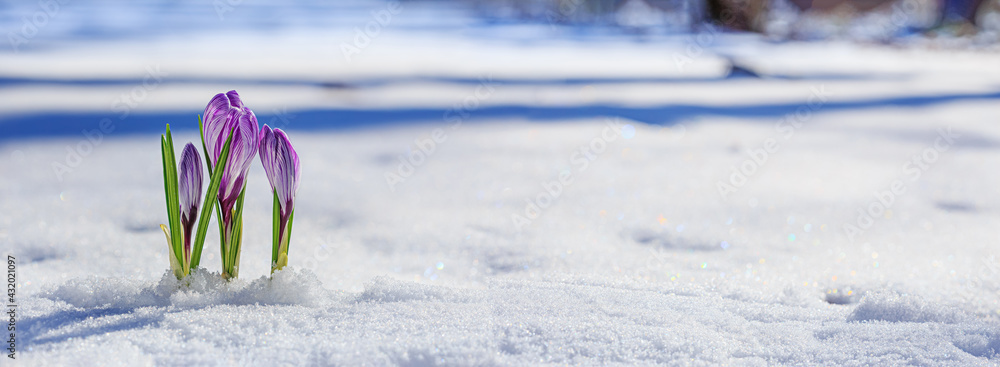 Crocuses - blooming purple flowers making their way from under the snow in early spring, closeup with space for text, banner