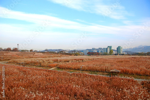 path through the reeds field in haneul park (another name sky park, one of the worldcup park in Seoul)