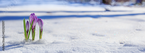 Obraz na płótnie Crocuses - blooming purple flowers making their way from under the snow in early spring, closeup with space for text, banner w salonie