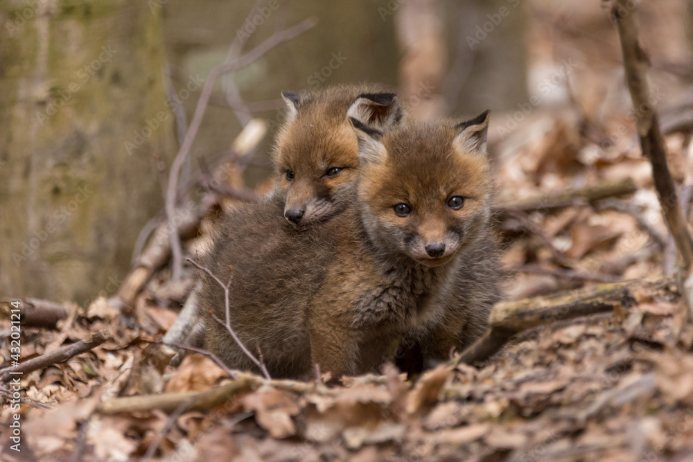 Fototapeta premium Junger Fuchswelpe im Wald