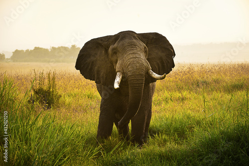 An adult elephant in the early morning hours taking a closer look in the Masai Mara, Kenya. photo