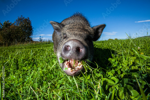 Portrait of a pot-bellied pig eating grass in a field on a sunny blue sky day. photo
