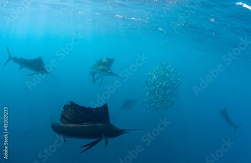 Atlantic sailfish hunt and feed on sardine schools off the coast of Mexico. photo