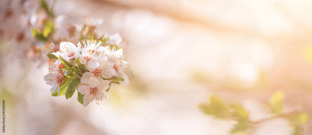 Spring background, banner - flowers of apple tree on the background of a blooming garden, closeup with space for text Spring background, banner - flowers of apple tree on the background of a blooming garden, closeup with space for text