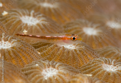 A goby rests on hard coral. photo