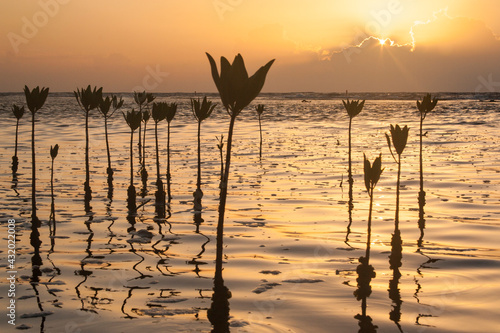 Mangrove seedlings planted by villagers of East End in Cayos Cochinos to help evade strong winds and rough seas that affect their small beach, Honduras. photo